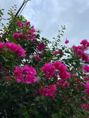 pink bougainvillea flowers against blue sky