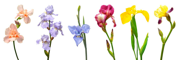 Collection of multicolored irises flowers isolated on white background. Flat lay, top view. Object, studio, floral pattern