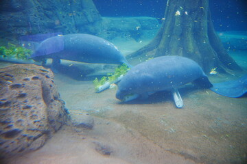 Fototapeta premium Manatee eat delicious lettuce under water