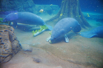 Obraz premium Manatee eat delicious lettuce under water