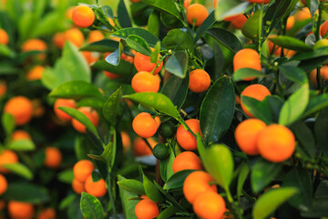 Potted plant Chinese citrus  for a happy chinese new year's decoration