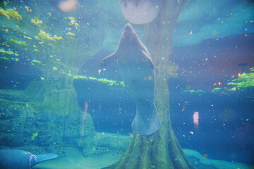 Fototapeta premium Manatee eat delicious lettuce under water