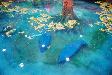 Manatee eat delicious lettuce under water
