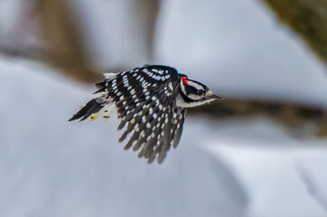 Downy Woodpecker flying