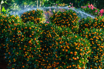 Chinese citrus  for a happy chinese new year's decoration