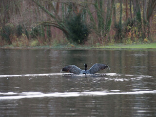 Fototapeta premium A great cormorant (Phalacrocorax carbo) landing in a pond in the Rheinaue park in Bonn, Germany