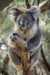 koala in tree