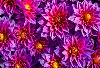 Fototapeta premium Purple and Yellow Chrysanthemum Flowers in Full Bloom, Floral Background, Flower Print Screensaver
