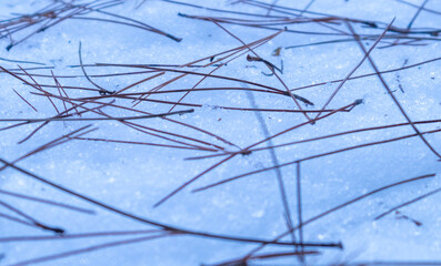Fresh fallen pine needles on snow