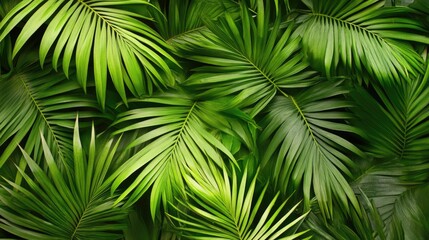 Palm leaves background
