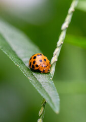 Joaninha da batata de 28 manchas (Henosepilachna vigintioctopunctata) ou besouro Hadda