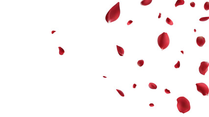 Red rose petals fly in the air on a white background.