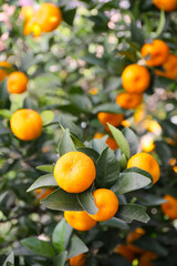 close up botanical background of ripened tangerine oranges in a garden