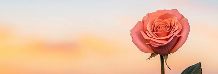 A beautiful pink rose illuminated by soft sunset hues against a serene background.