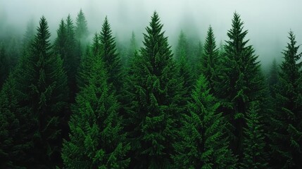 Obraz premium Dense green forest shrouded in mist, showcasing the beauty of nature's tranquility.
