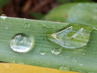 水玉