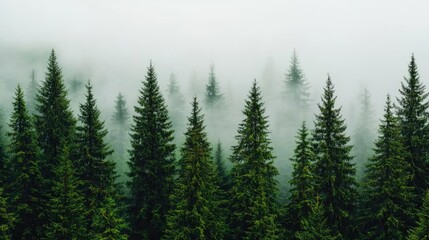 A serene forest landscape shrouded in mist, showcasing tall evergreen trees in harmony.