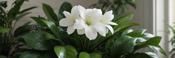 Obraz premium A serene and elegant white flower blooms among the broad green leaves of a popular houseplant, calming atmosphere, lush leaves