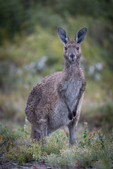 Kangaroo in Western Australia