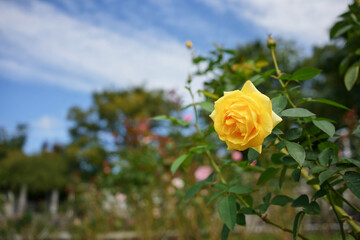 秋空に映える黄色いバラ