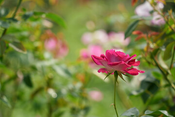 秋の訪れを告げる優美なバラ