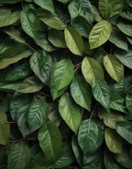 Fototapeta premium Dry Java plum leaf with fine green fibers background abstract texture, dry foliage, green fibers