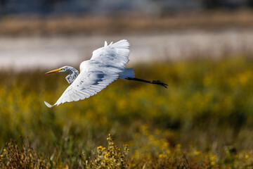 Great egret flying in beautiful light, seen in the wild in a North California marsh 