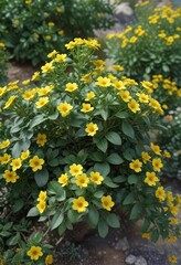 Obraz premium Low-growing, spreading shrub with silvery-green leaves and clusters of small yellow flowers , yellow flowers, shrub, spreader