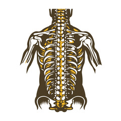 Spinal cord vintage style illustration