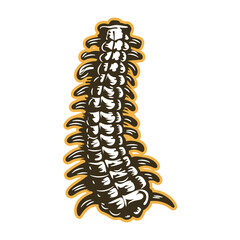 An illustration of spine vertebral in vintage style