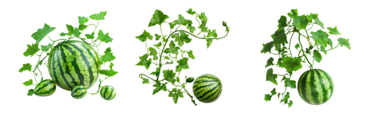 Lush watermelon growth natural setting high-quality image transparency background organic environment close-up view