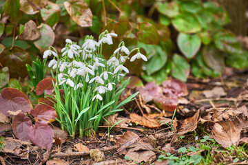 Flowers, outdoor and garden with autumn, growth and plants, blossom and bunch of flora in nature. Green, petal and park with grass, leaf and natural environment with bud, backyard and white snowdrop
