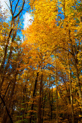 Shale Hollow Park in Autumn, Lewis Center, Ohio