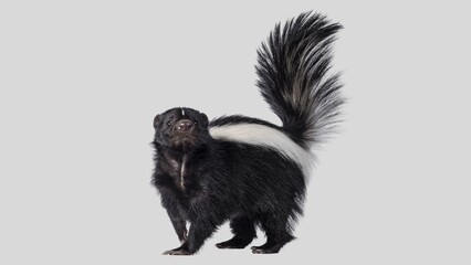 Striped Skunk Closeup. Adorable Classic Black and White Skunk Isolated on White Background