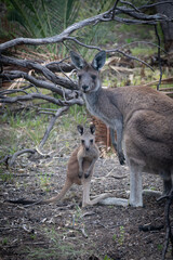 kangaroo with baby