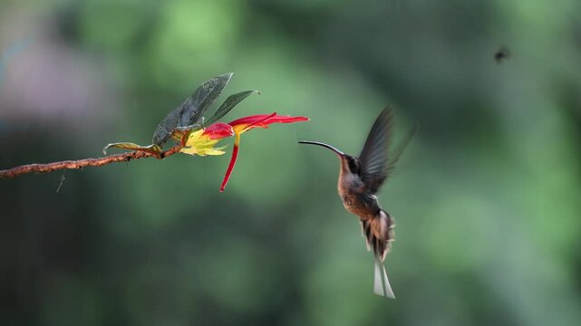 A hummingbird in the rainforest of Costa RIca 