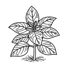 A sketchy style icon of basil stem
