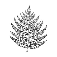 A hand drawn icon of fern frond