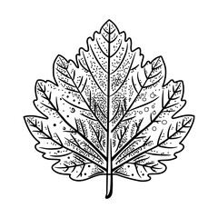 A doodle style icon of leaf