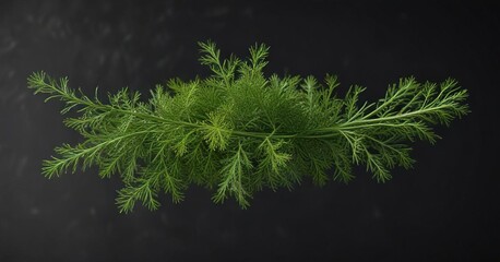 Fresh green dill sprig isolated on black background, green herb, dill weed, herbal garnish
