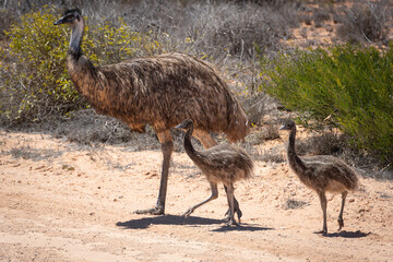 ostrich in the wild