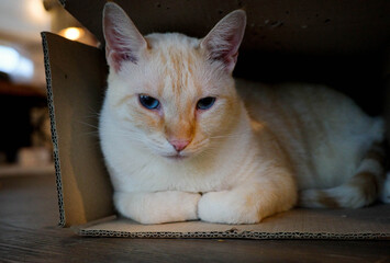 Cat in a box