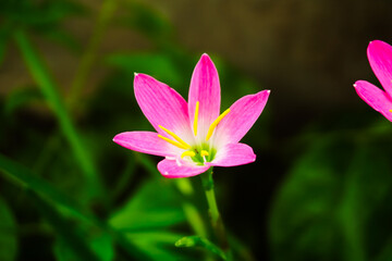 Fototapeta premium Pink Rain Lily in Bloom. A close-up of a delicate pink rain lily in full bloom. Zephyranthes minuta pink flowers