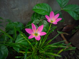 Pink Rain Lily in Bloom. A close-up of a delicate pink rain lily in full bloom. Zephyranthes minuta pink flowers