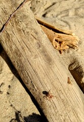 spider on a log in the sand, closeup of photo