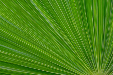 Vibrant Green Palm Leaf Illustration