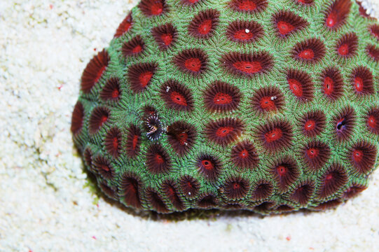 Emerald Green Red Eye Favia Brain Coral, Favia spp