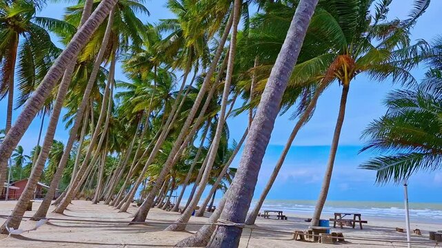 Pan up shot of coconut palm trees swaying against white sandy beach in a tropical country.