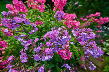 Floral, flowers and garden in nature, color and peace of environment, growth sustainability of plants. Outdoor, petals and organic in spring, eco friendly and blossom in national park and Canada