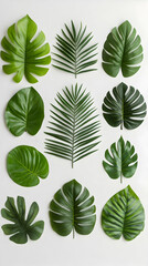 Fototapeta premium Tropical Leaf Illustration